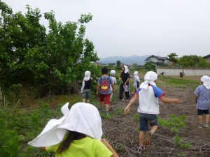 2015年6月5日　桜沢公園　ドドメ取り (2)